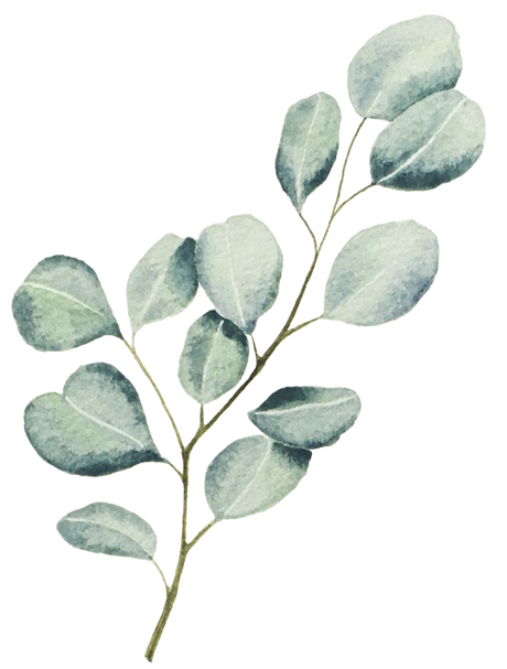 Watercolor silver dollar eucalyptus branch, twig with leaves